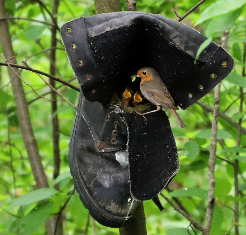 Малиновка - краснов юрий 