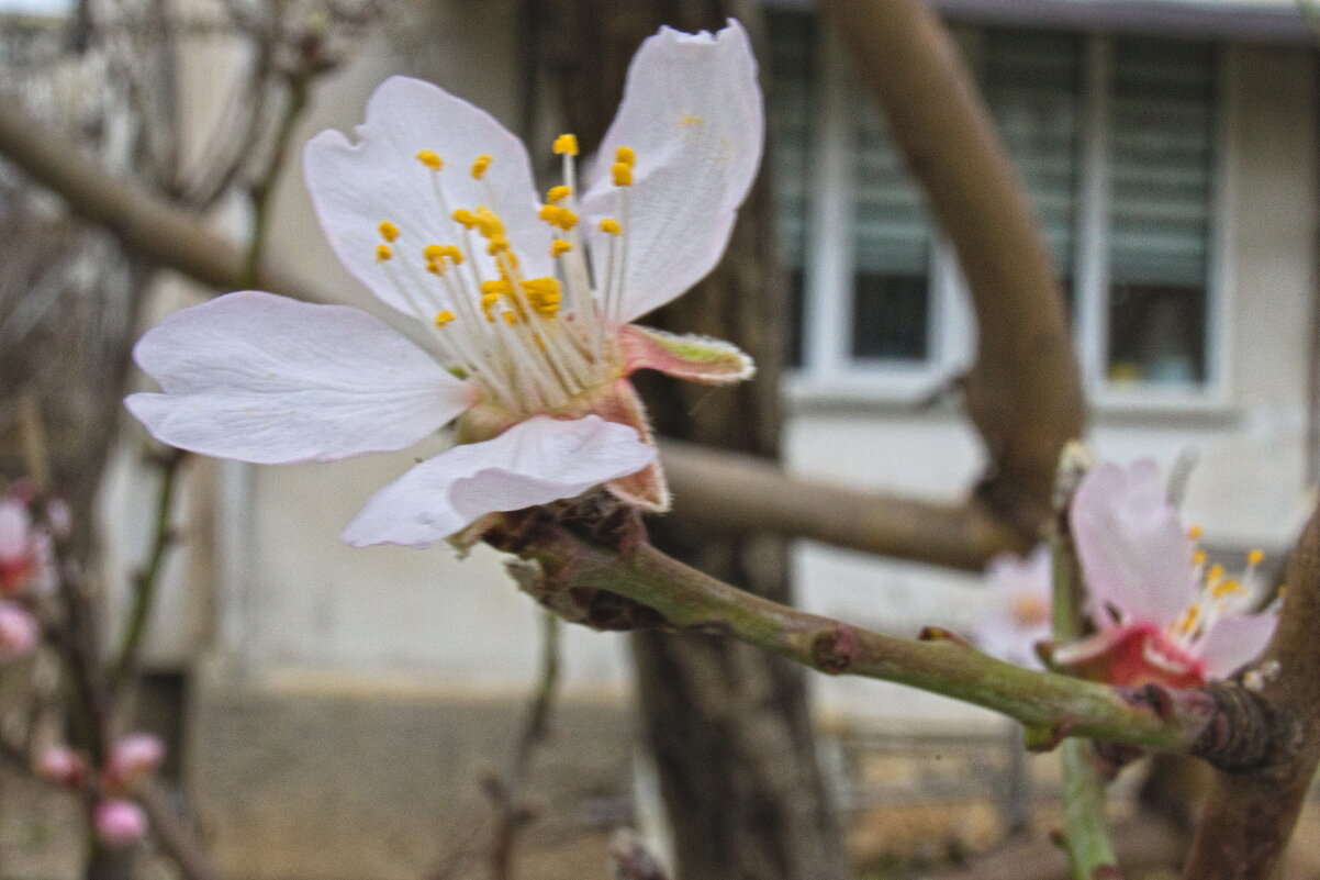 Белый миндаль - Giant Tao /