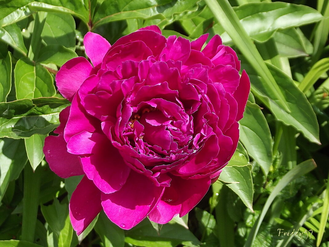 Пион - Freddy 97