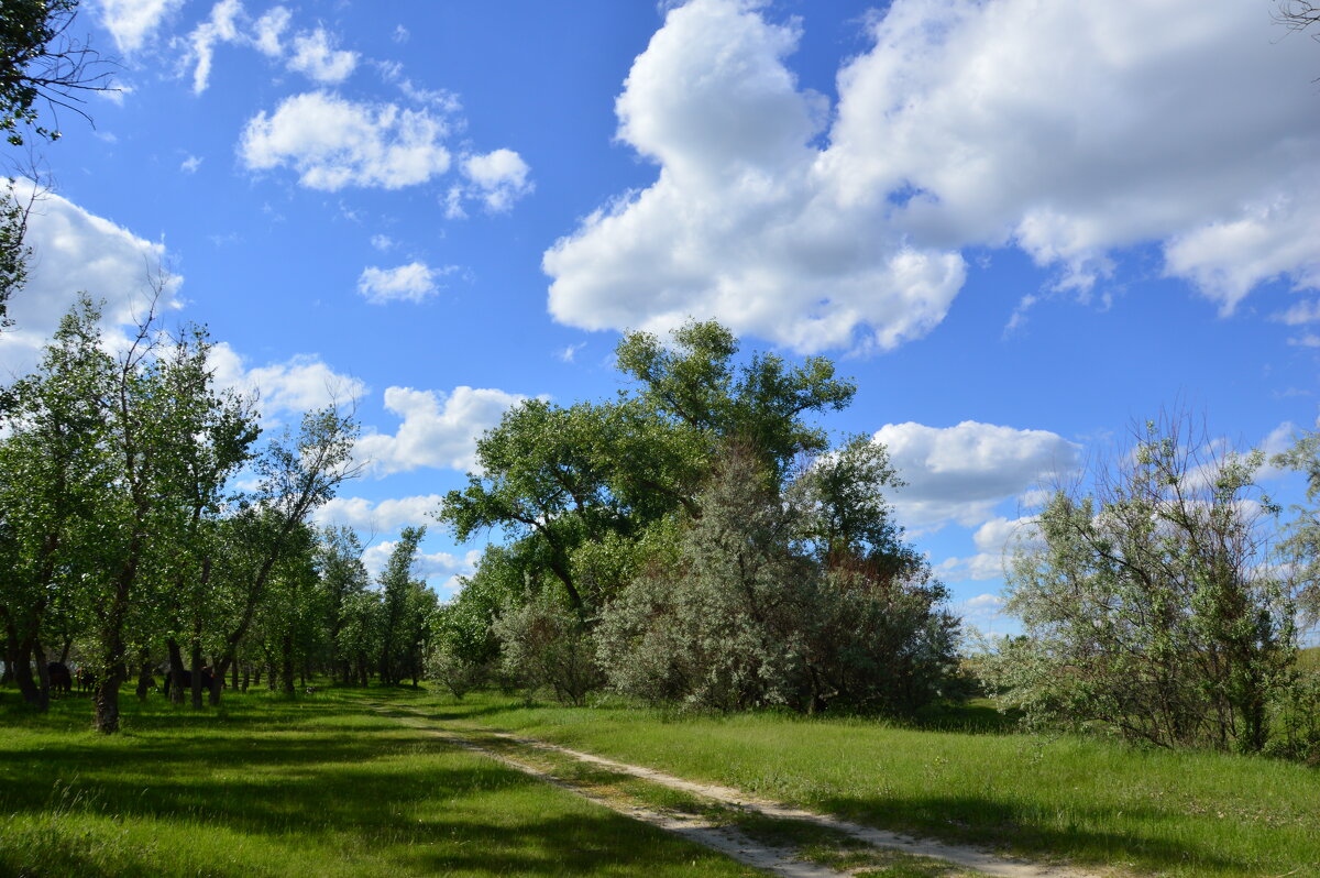 Донские виды. - Виктор 