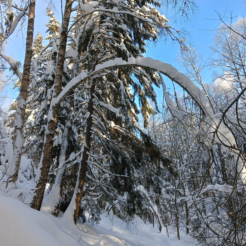вход в снежный лес - Владимир 