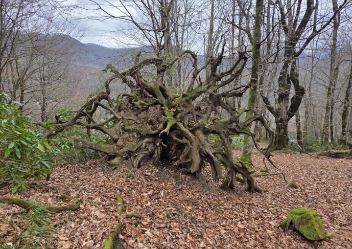 СТАРЫЙ ЛЕС - Tata Wolf