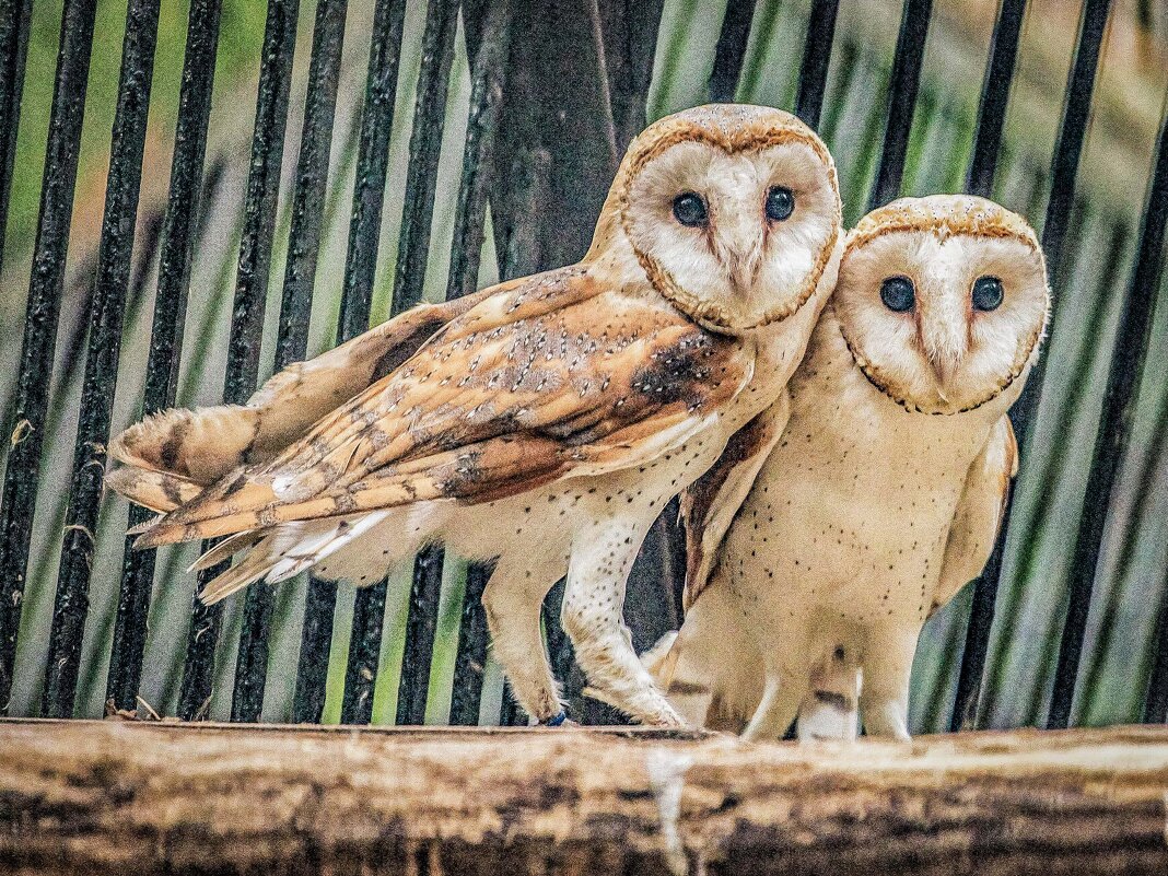 СИПУХИ - Аркадий Лаптенко