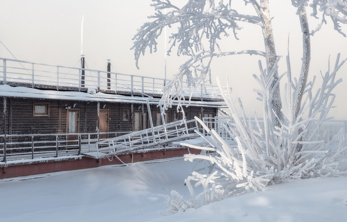 Сибирские пальмы - Марина Фомина. Сибирские пальмы - Марина Фомина.