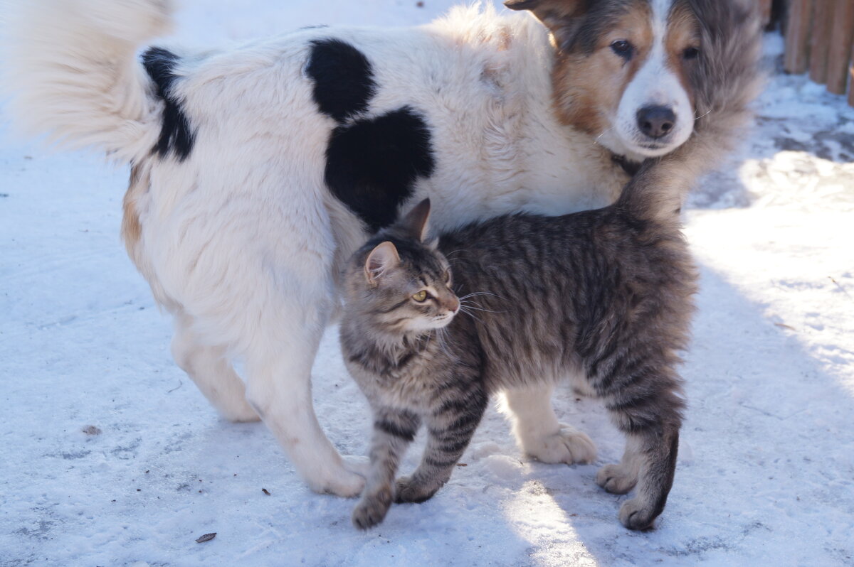 Подружились. - Сергей Ц Подружились. - Сергей Ц