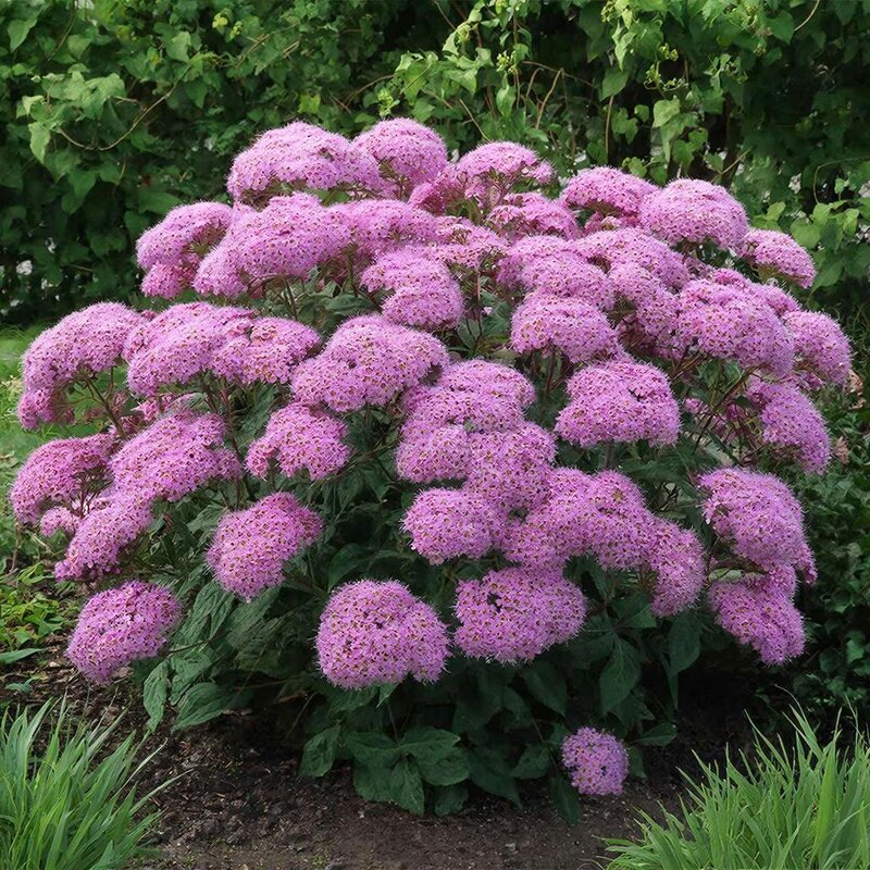 *** - МАРИЯ ПОПОВА