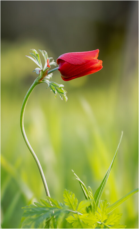 Ве́треница коро́нчатая (лат. Anemóne coronária) - Александр Григорьев Ве́треница коро́нчатая (лат. Anemóne coronária) - Александр Григорьев