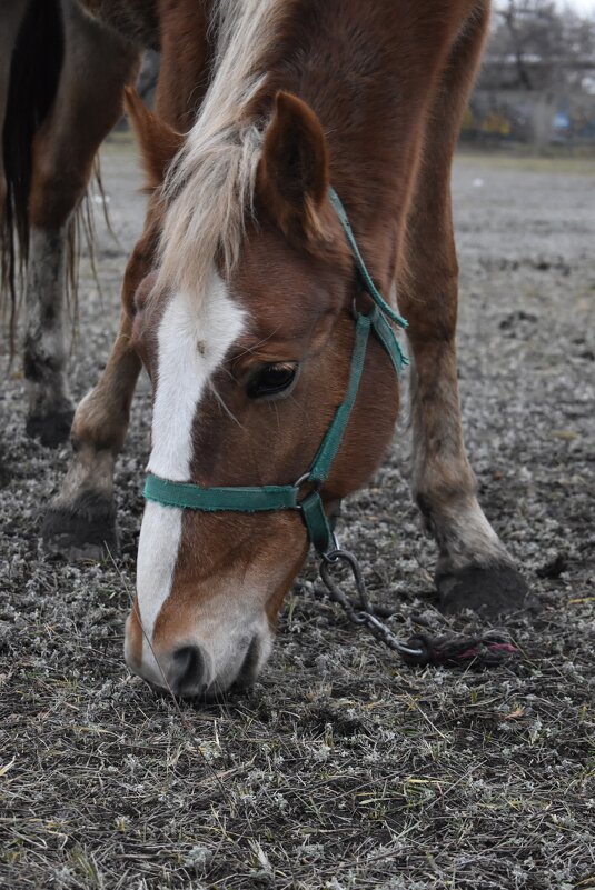 Забава - Дарья Шуклина