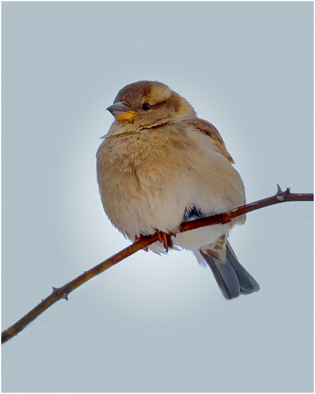 В ожидании милого - Валентин Котляров