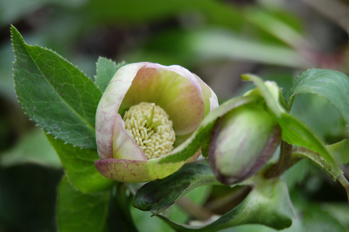 Морозник, бутончики - Надежда Куркина Морозник, бутончики - Надежда Куркина