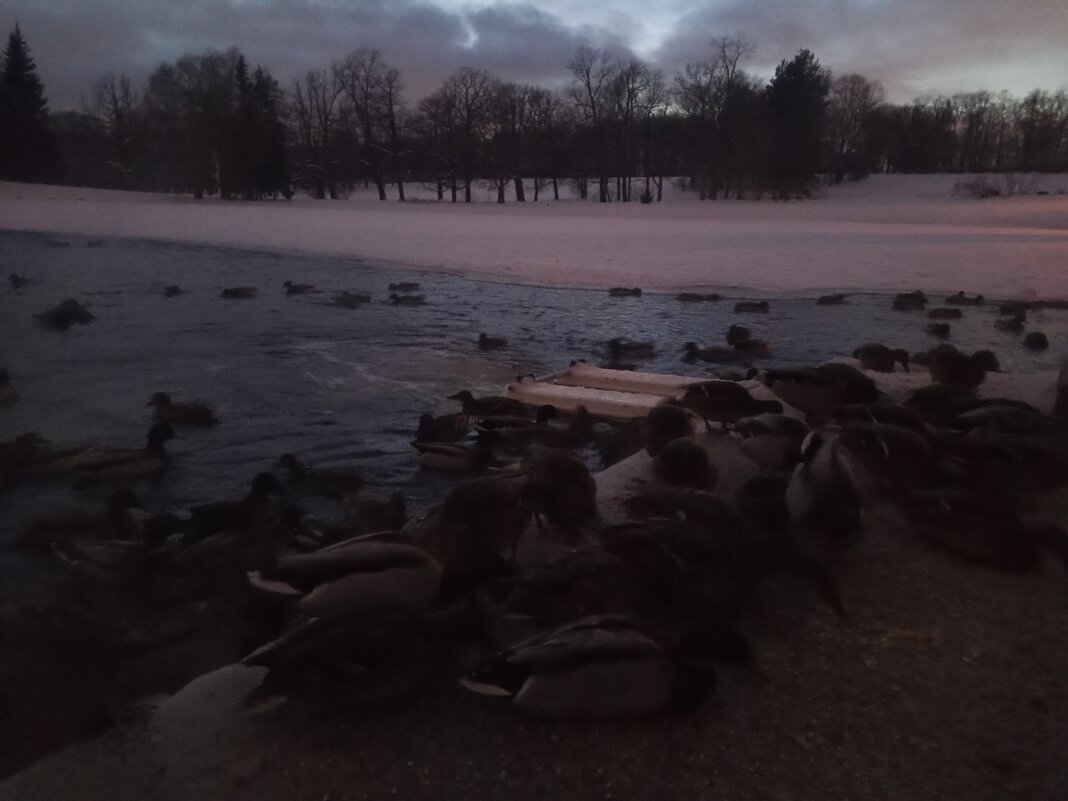 Утки - Сапсан 