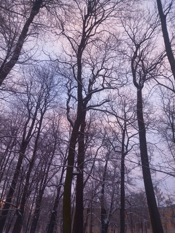 Рассвет - Сапсан 