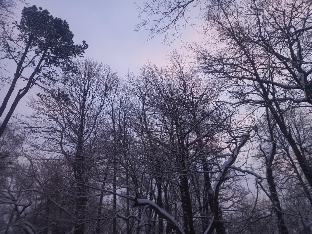 Рассвет - Сапсан 