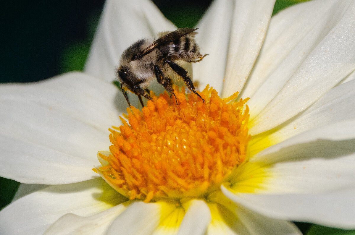 *** - Виктор Иванович Чернюк *** - Виктор Иванович Чернюк