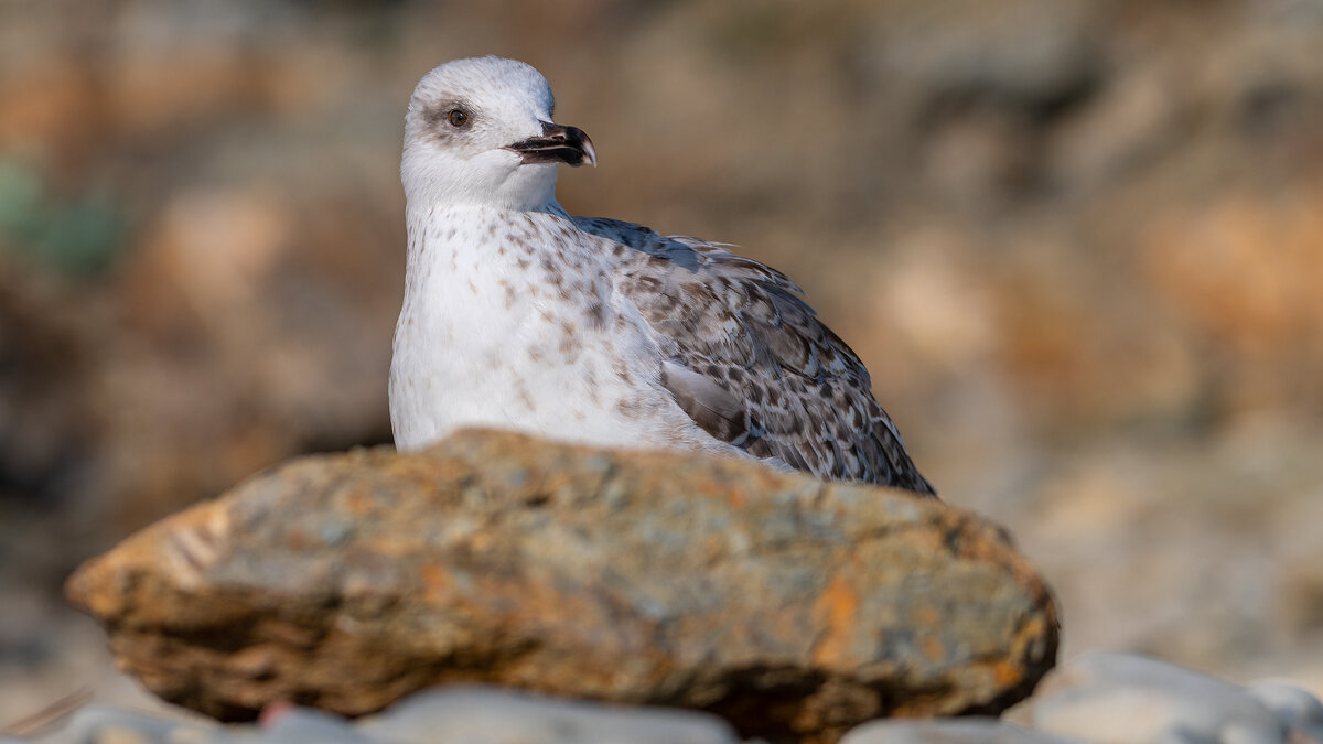 На морском берегу - Владимир Лазарев На морском берегу - Владимир Лазарев