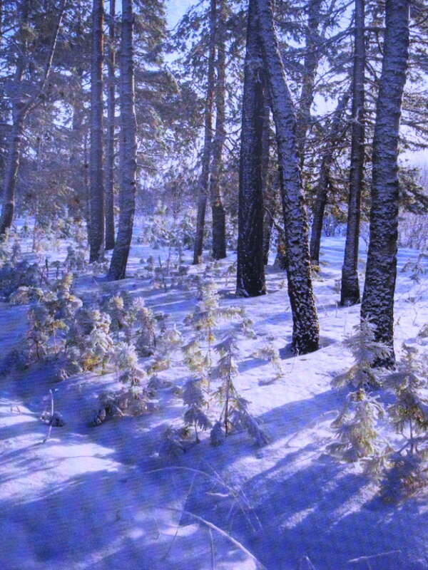 Февральский лес - Людмила Смородинская Февральский лес - Людмила Смородинская