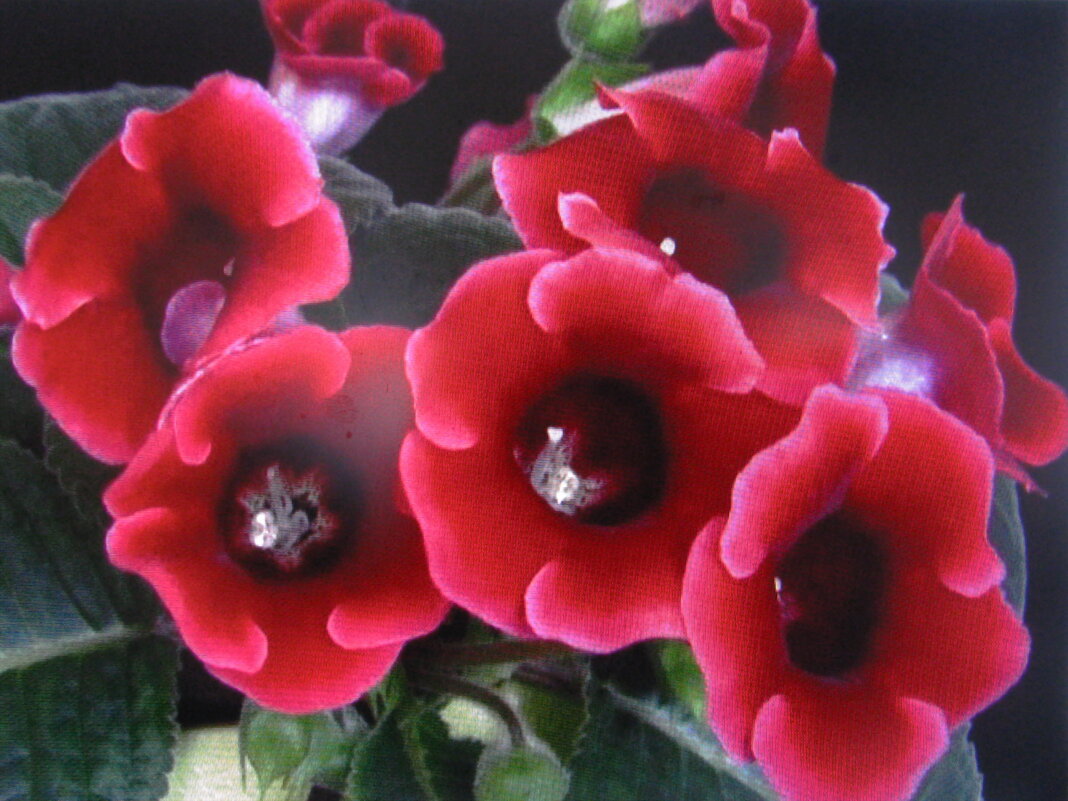 Глоксиния - Людмила Смородинская Глоксиния - Людмила Смородинская