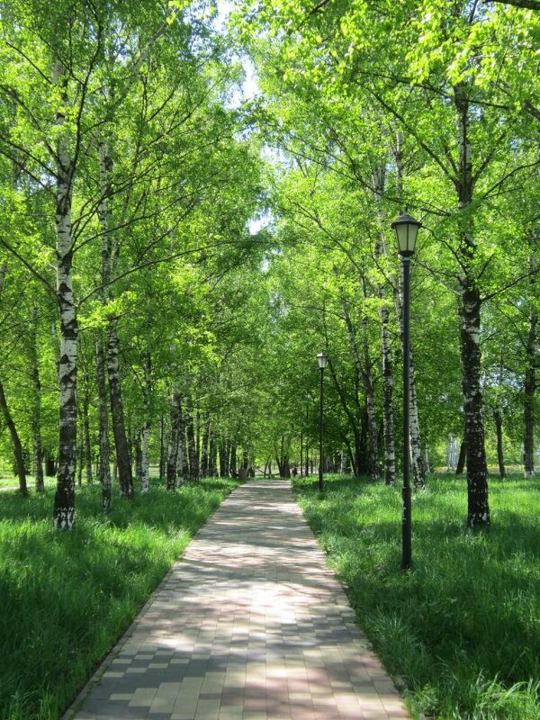 Берёзовая аллея - Дмитрий Никитин