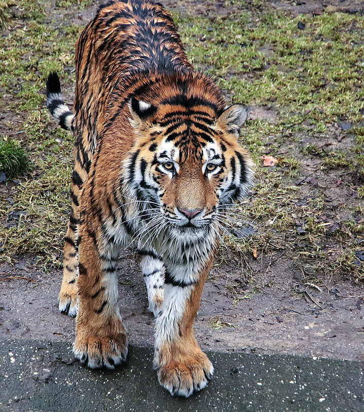 как ты от меня далеко - Андроник Александр как ты от меня далеко - Андроник Александр