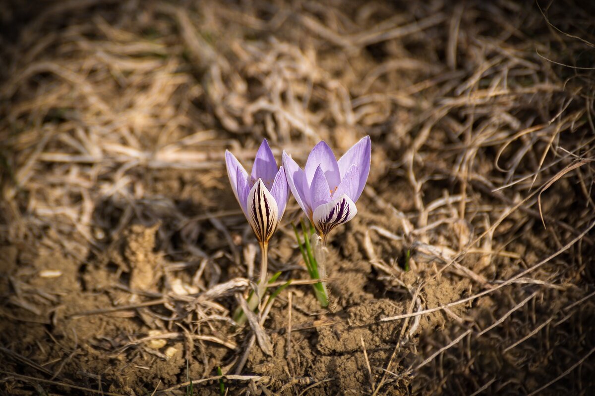 Крокусы - Игорь Сикорский Крокусы - Игорь Сикорский