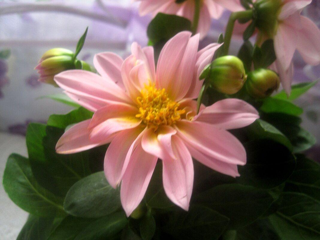 ВЕСЕННИЙ - Елена Семигина ВЕСЕННИЙ - Елена Семигина