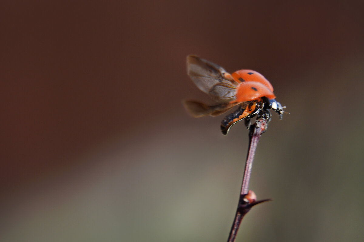 На старте... - Надежда Куркина На старте... - Надежда Куркина
