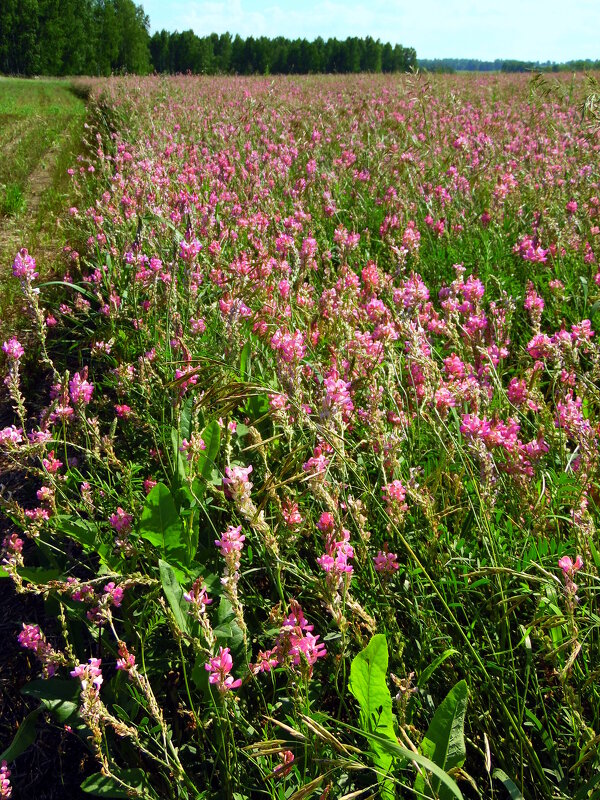 Эспарцетовое поле. - nadyasilyuk Вознюк