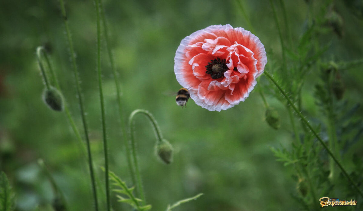 Спешит за нектаром - елена беликова Спешит за нектаром - елена беликова