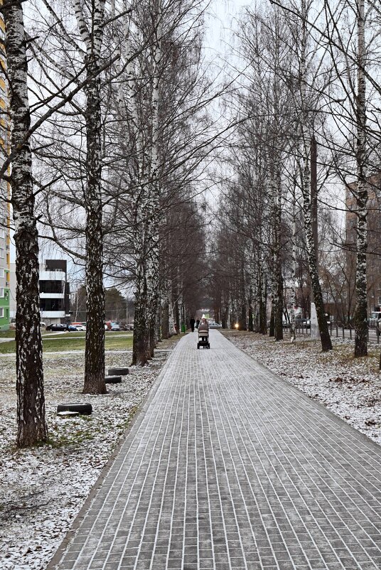 Берёзовая аллея. - ВикТор Быстров