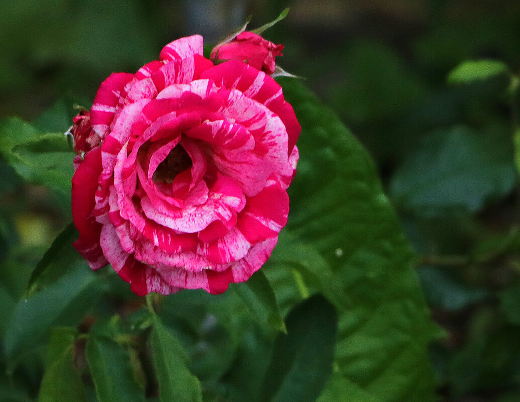 Воспоминания о лете - Светлана 