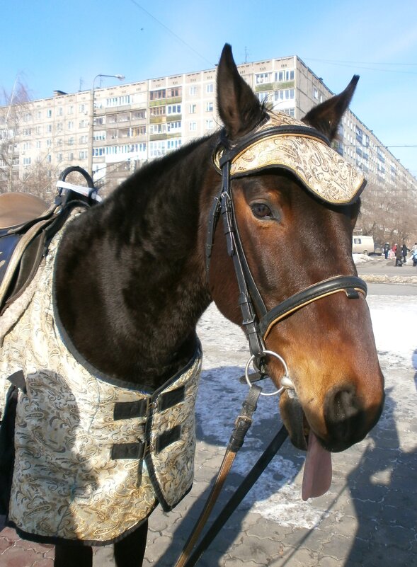 Хозяйка года..... - Алёна Савина Хозяйка года..... - Алёна Савина