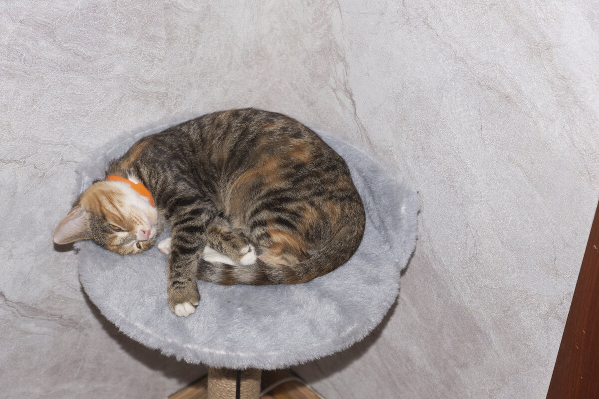 Домашняя кошка спит на когтеточке - Александр Буторин Домашняя кошка спит на когтеточке - Александр Буторин