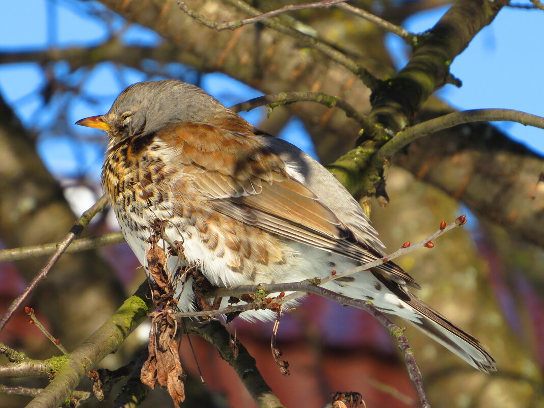 Дремлет на солнышке - Андрей Снегерёв