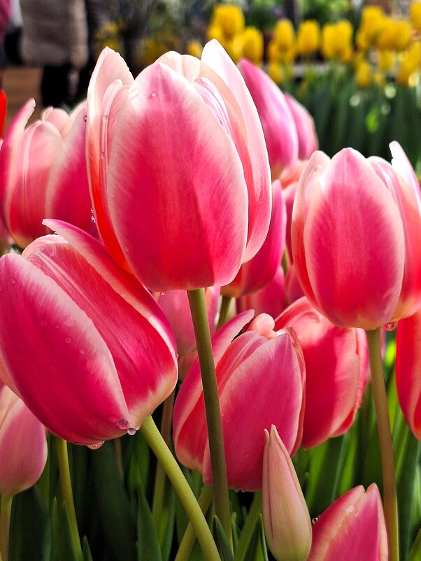 Тюльпаны - Наталья 