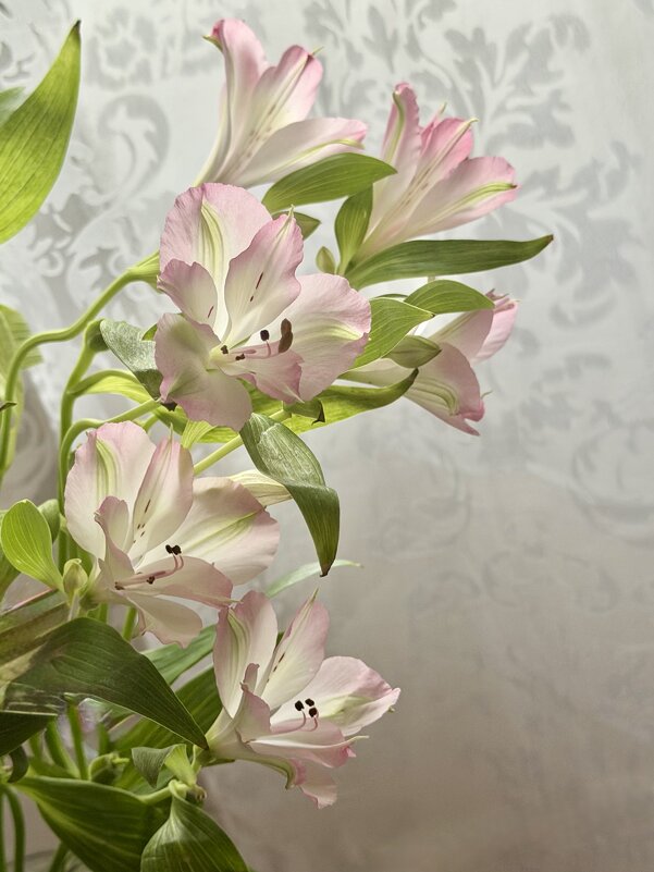 Нежность) - Любовь 