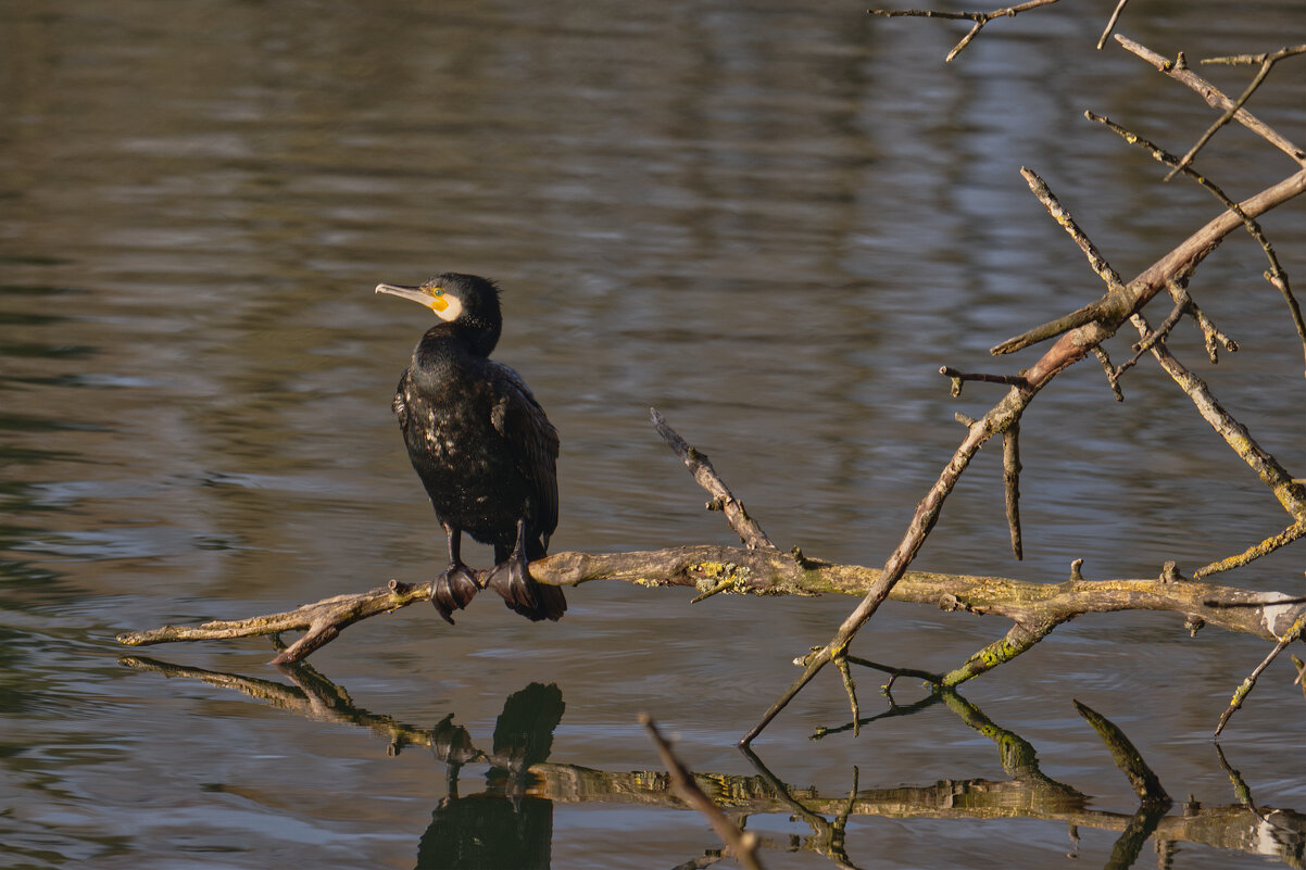 Баклан - Jakob Dick