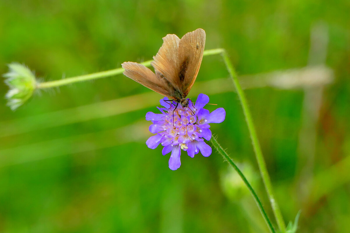 опять про бабочек...457 - Александр Прокудин