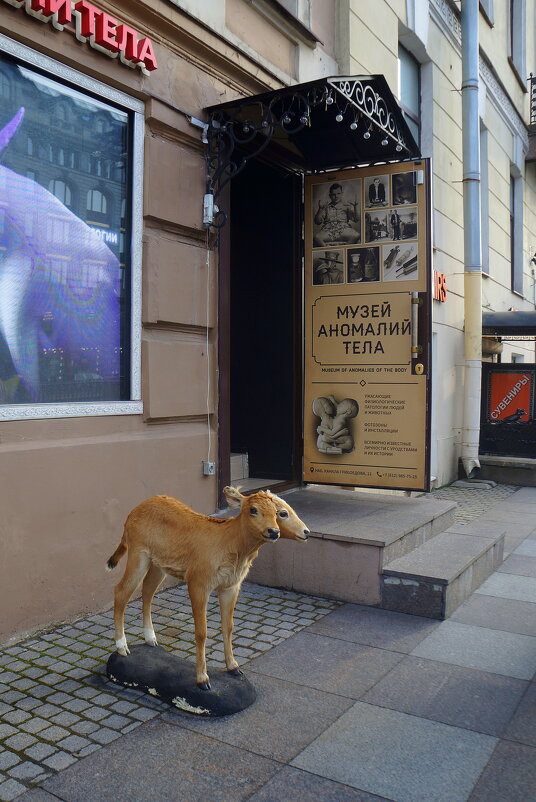 Музей аномалий тела - zavitok *