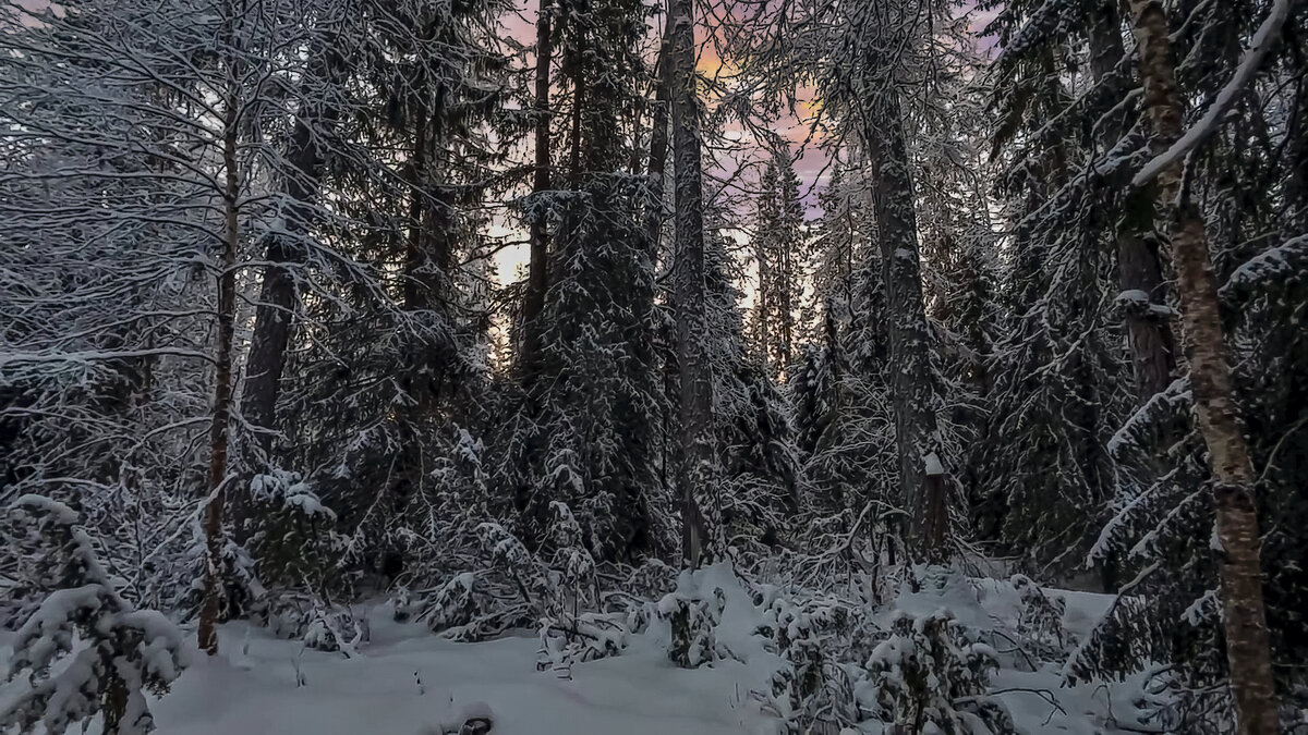 Тайга зимой - Aleksey Afonin