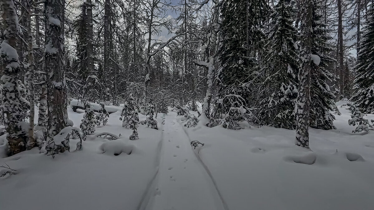 Тайга зимой - Aleksey Afonin