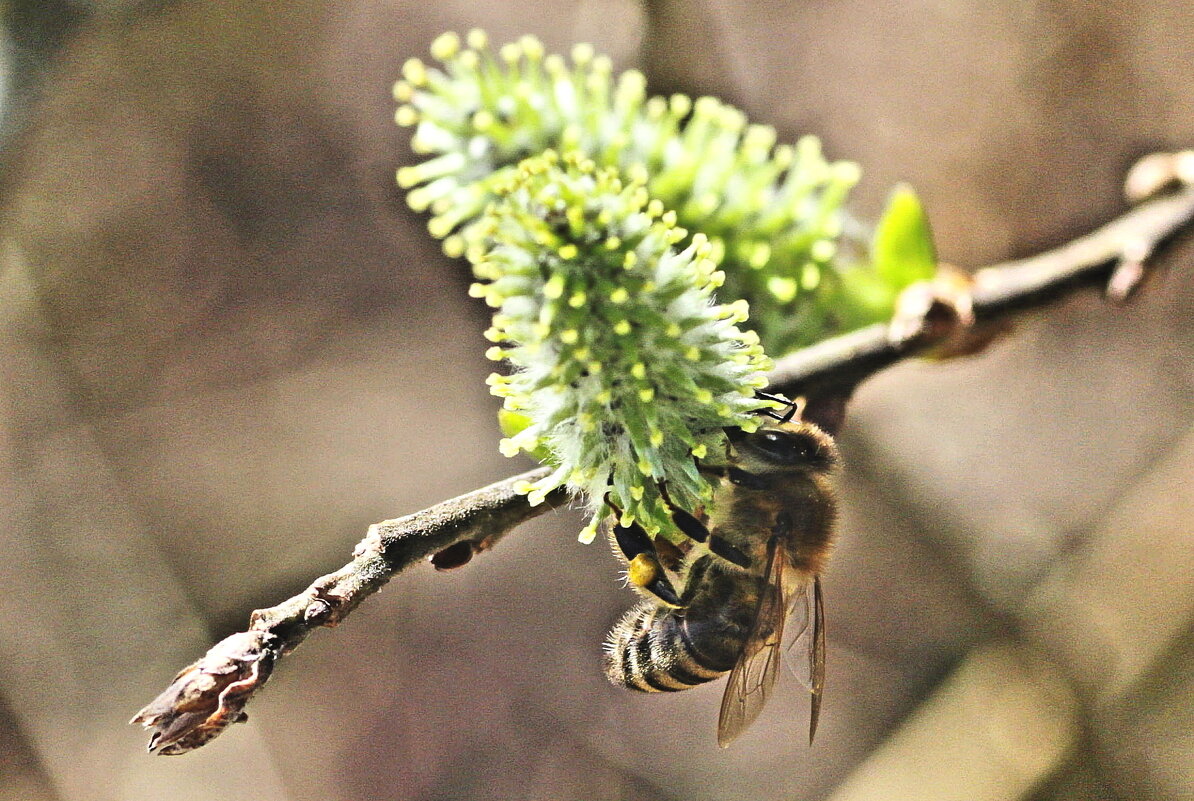 ...весенние хлопоты... - Александр Герасенков