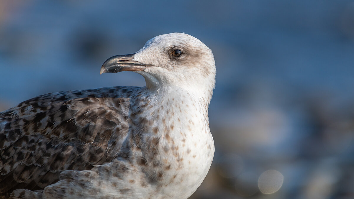 На морском берегу - Владимир Лазарев