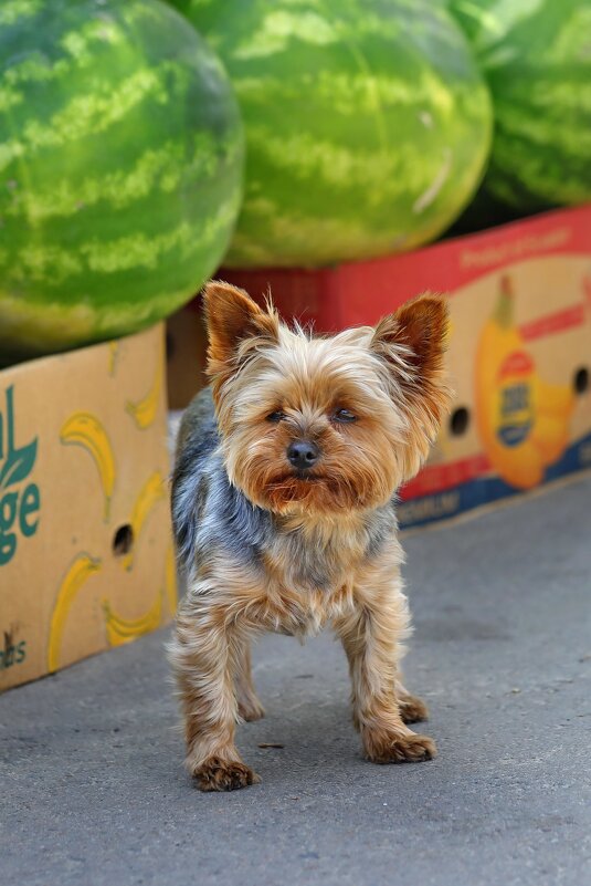 Покупаем арбузы, не проходим мимо. - Татьяна Бравая