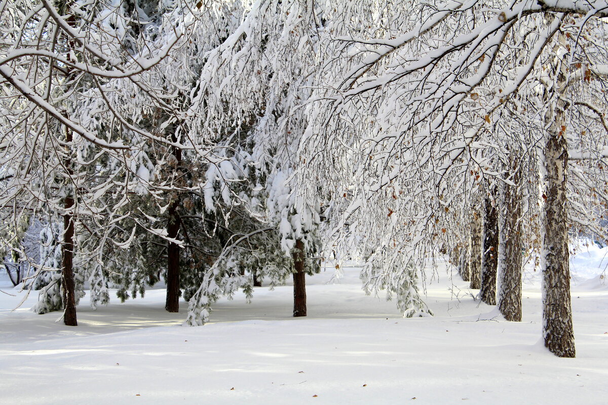 Наш снежный парк - Татьяна Лютаева