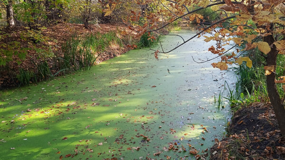 солнечные зайчики и зелёная река - Елена Шаламова