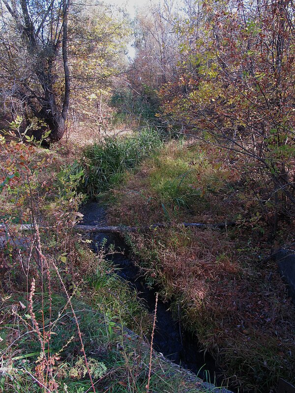 за городом - Елена Шаламова