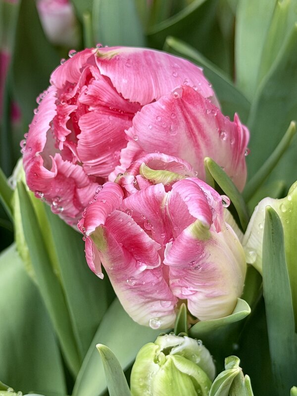 Тюльпаны с Репетиции весны. - Pippa 