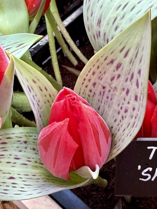 Тюльпаны с Репетиции весны. - Pippa 