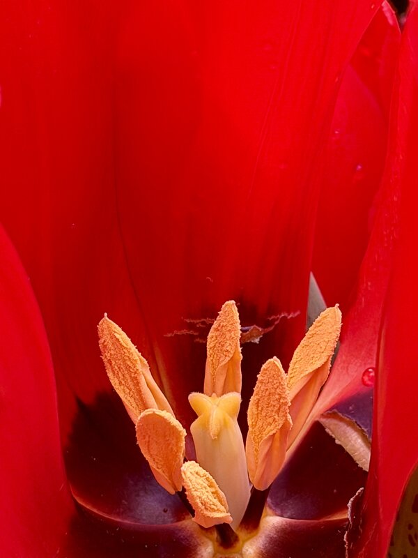 Тюльпаны с Репетиции весны. - Pippa Тюльпаны с Репетиции весны. - Pippa