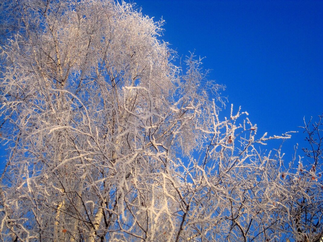 МОРОЗНО ОДНАКО - Елена Семигина